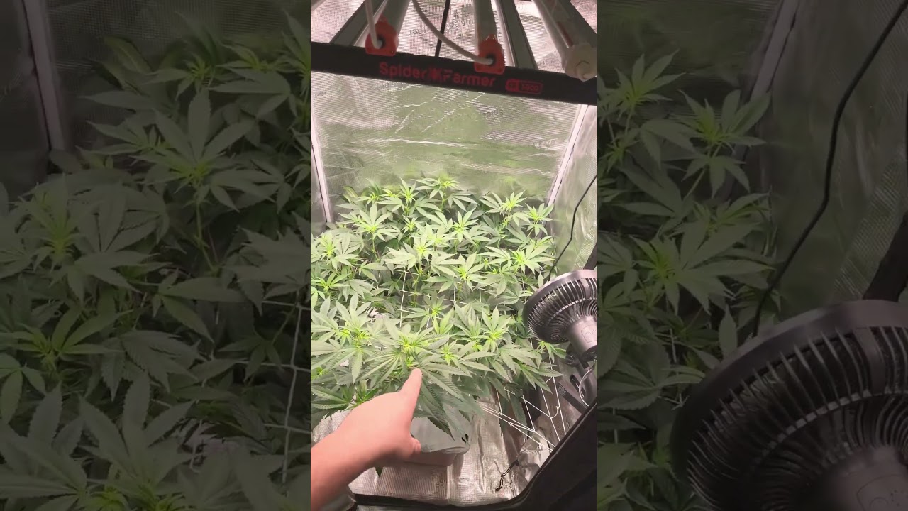 Flower Day 11 She&rsquo;s Hungry! SpiderFarmer Upgraded SE 3000 EVO @simproformula4640