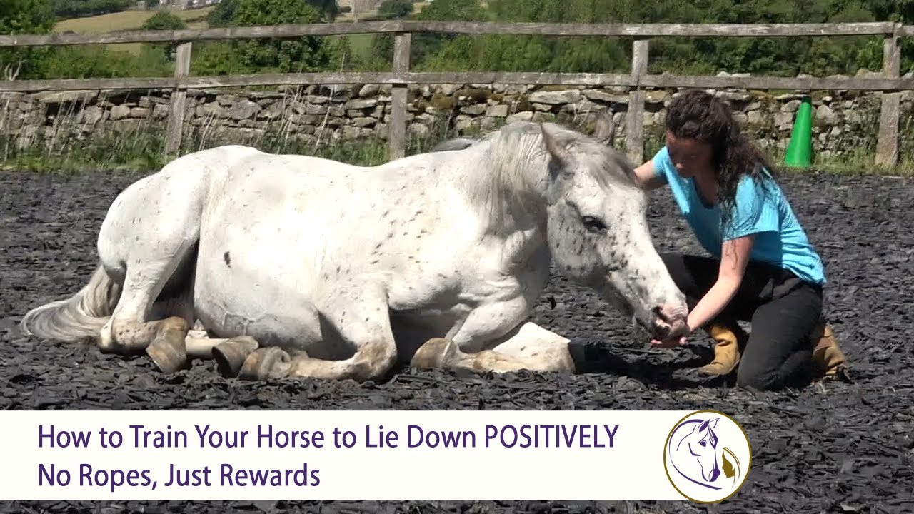 How to Train Your Horse to Lie Down POSITIVELY No Ropes, Just Rewards