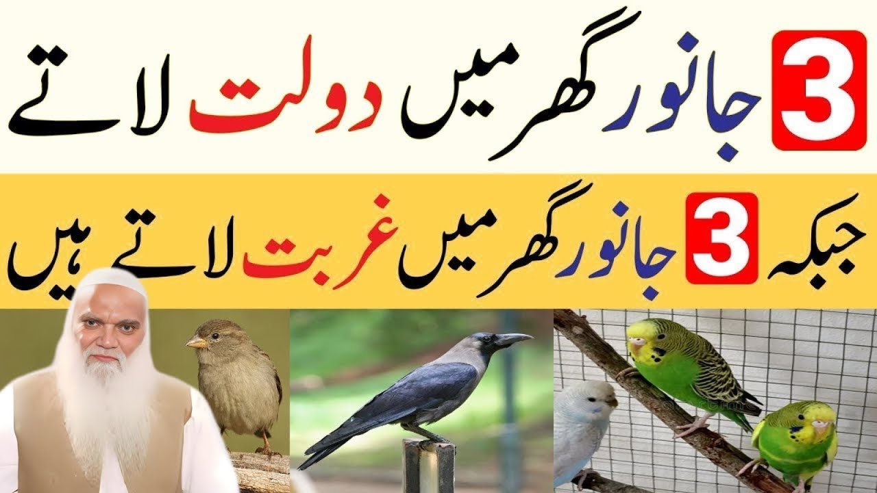 3 Janwar Ghar Mein Gurbat Latif Hai - New Bayan By Iqbal Salfi