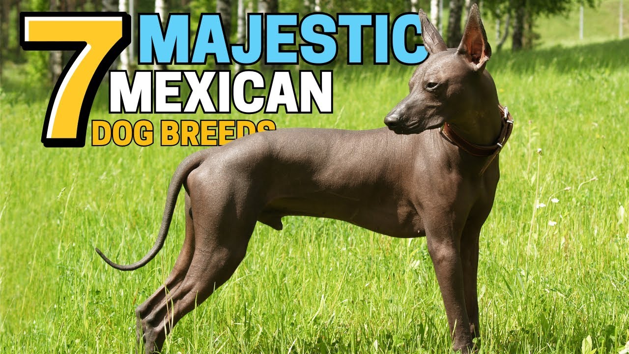 7 Majestic Mexican Dog Breeds