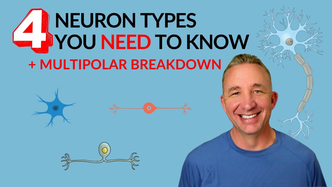 Nervous System: Neuron Types including a Breakdown of a Multipolar Neuron
