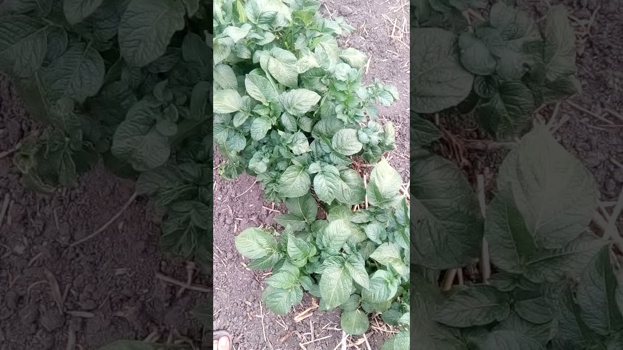 Эксперимент с пропиконазолом 25% ч.1