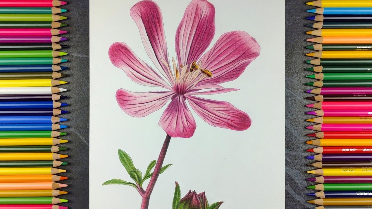 Realistic Beautiful Flower Drawing | Colour Pencil Timelapse Art