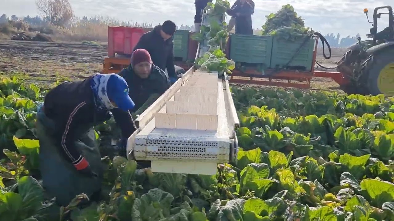 Tapis Delecroix sur plateau existant chez M. Barré