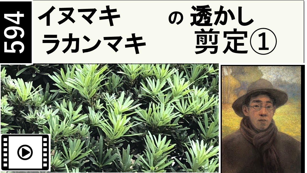 594 イヌマキの透かし剪定。Sukahshi pruning of yew plum pine  is explained with videos and illustrations.miki3