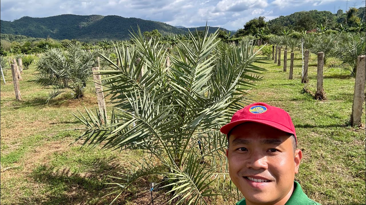 Chà là phát triển xanh mướt trên đất thanh long Bình Thuận | Vườn Ươm Khai Nguyên