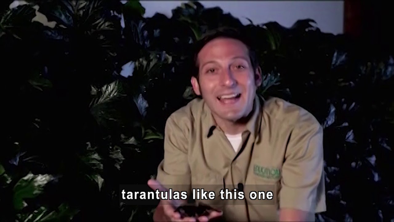 Backyard Bugs & Other Arthropods: Spider & Insect Adaptations (Accessible Preview)