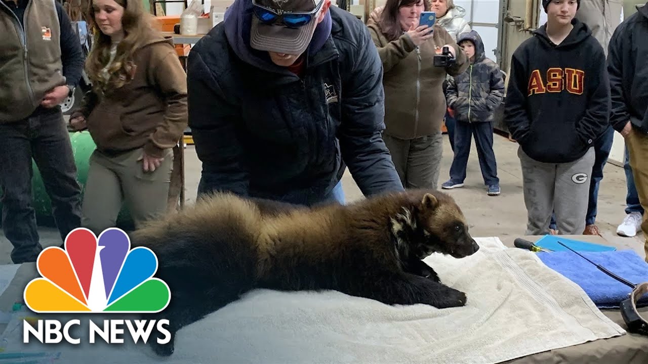 Watch: Rare Wolverine Captured In Utah