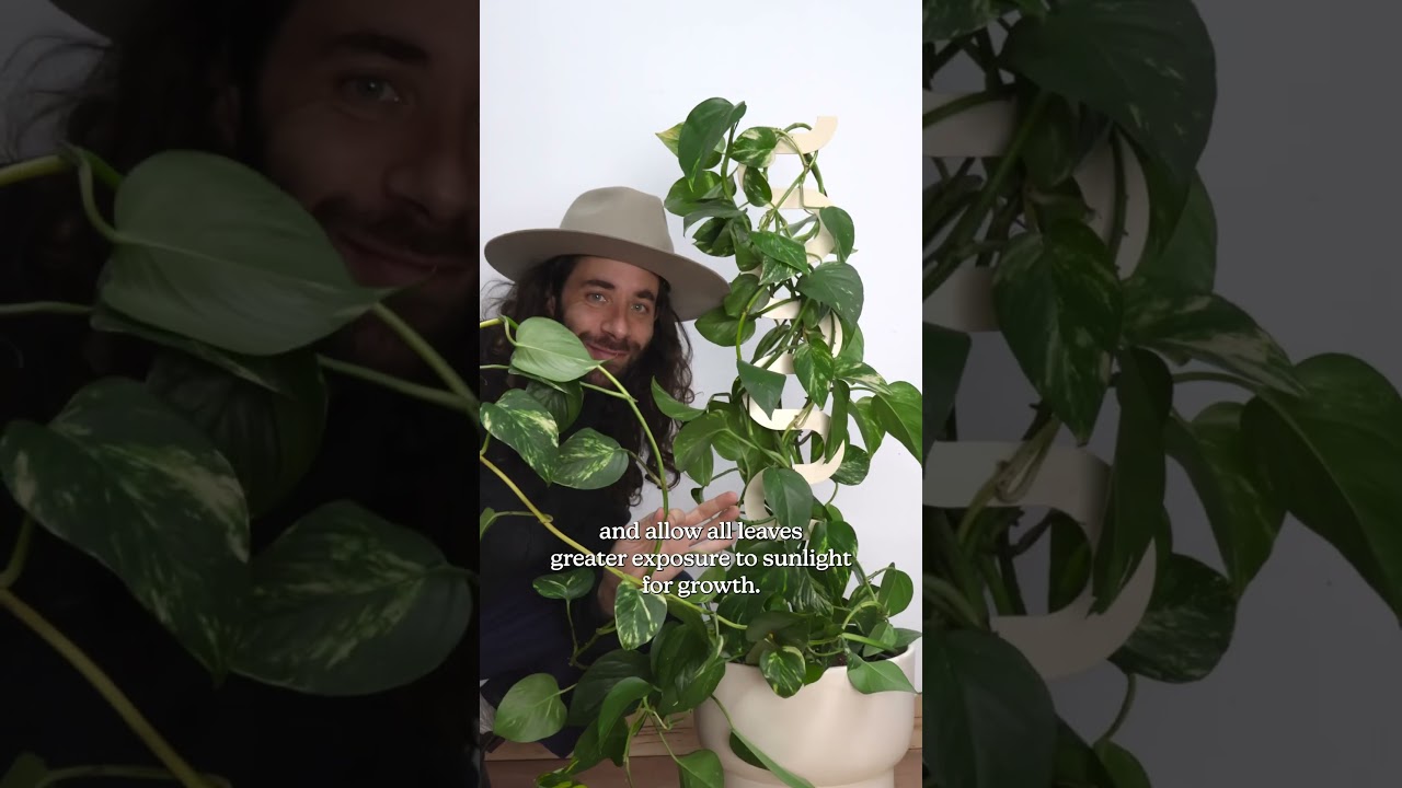 Training a pothos to climb #houseplants #houseplant