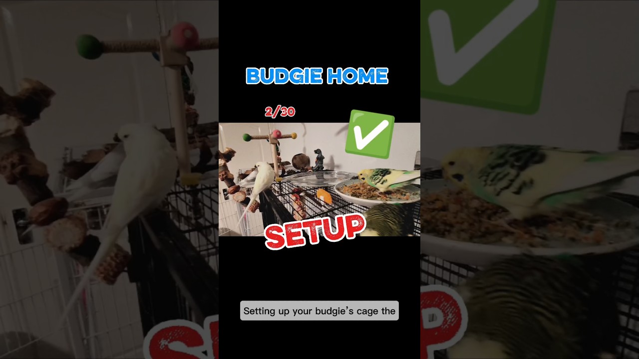 The Perfect Budgie Cage Setup (Beginner Guide) 2/30