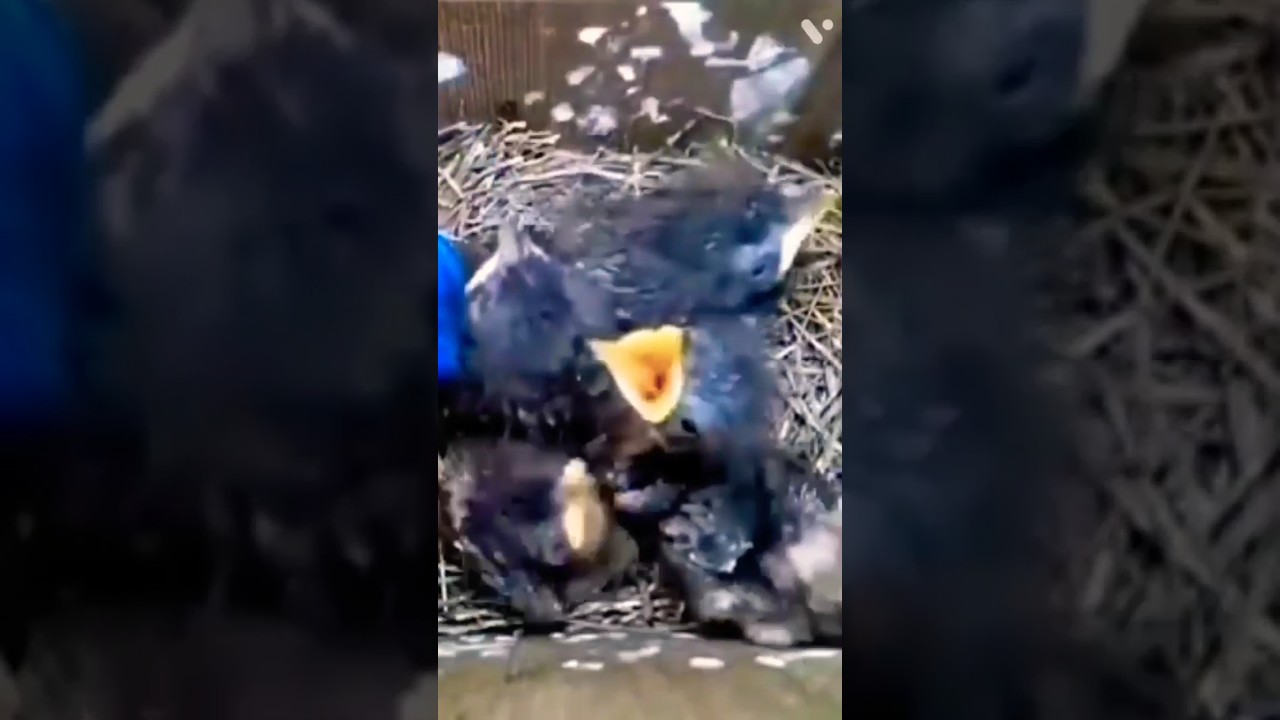 baby birds|mother sparrow|30days growth #shorts#babybird#mother #sparrow