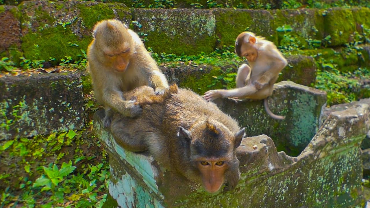 Lily comes around sister Rainbow grooming this male monkey & Lily seem want to help RB