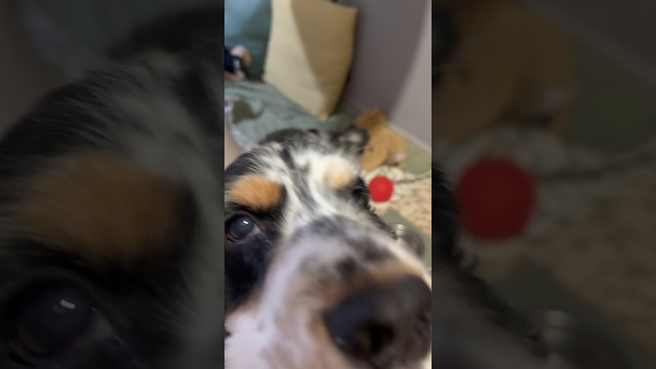 New 🧹🧺🧼🐶 Новое место для Юджи 🥰