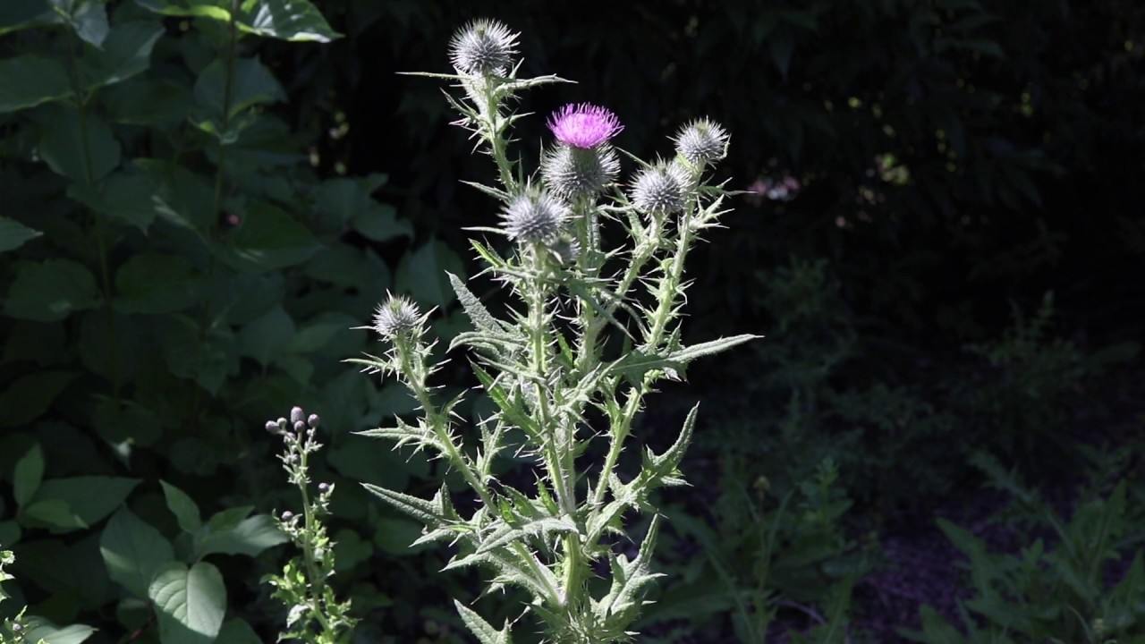 BULL THISTLE (Cirsium vulgare)