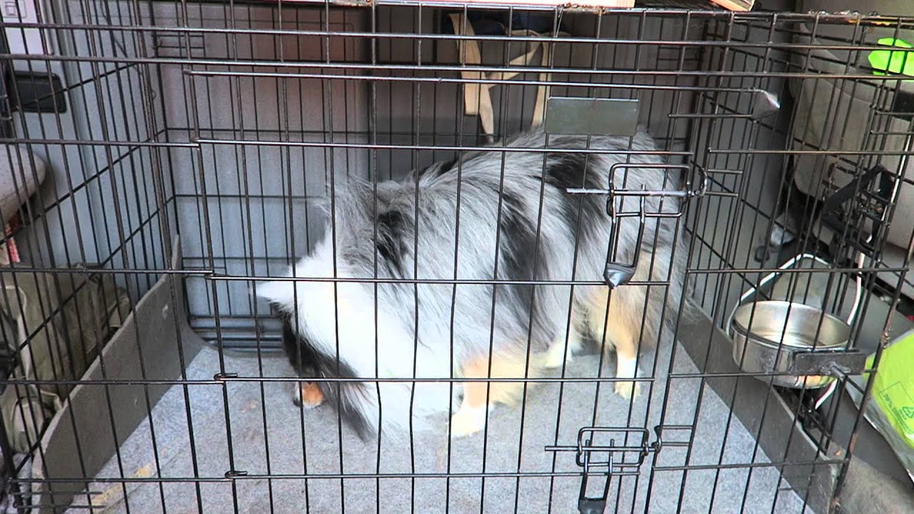 Koiranhäkin tuuletin -Dog cage fan in action