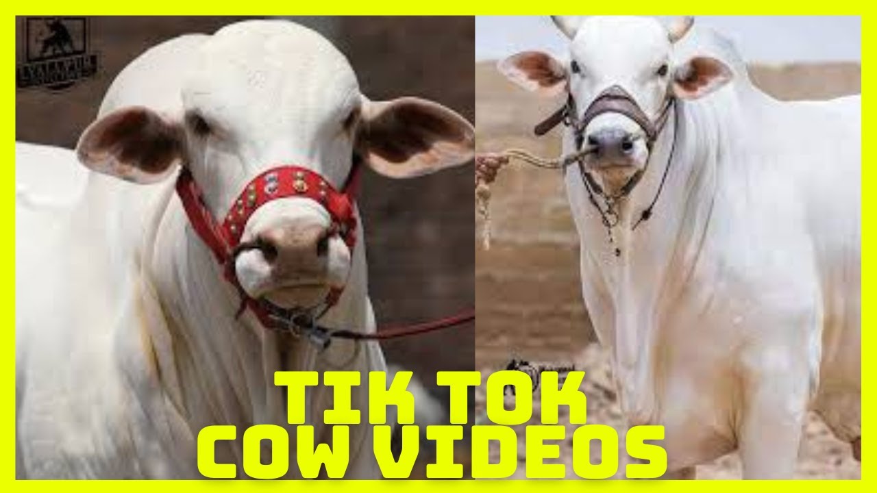 Tik Tok Eid Ul Adha Special | Cow Tik Tok | Cow Videos | Qurbani | Qurbani Ke Janwar | Bakra Eid
