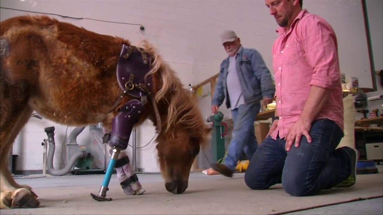 Spezialprothese: Dieses Pony ohne Vorderbeine kann zum ersten Mal laufen