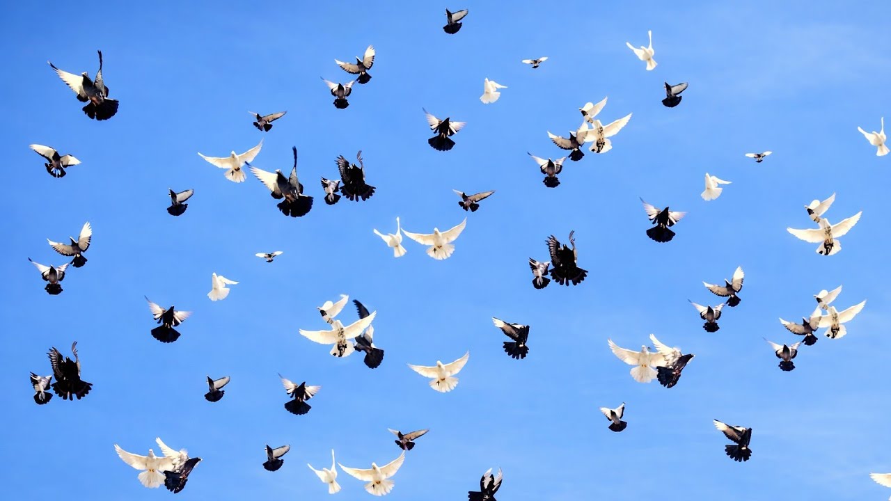 Mere Loft Me Itne Sare Highfly Aur Fancy Kabootar 😍 | Pigeon Collection Reveal