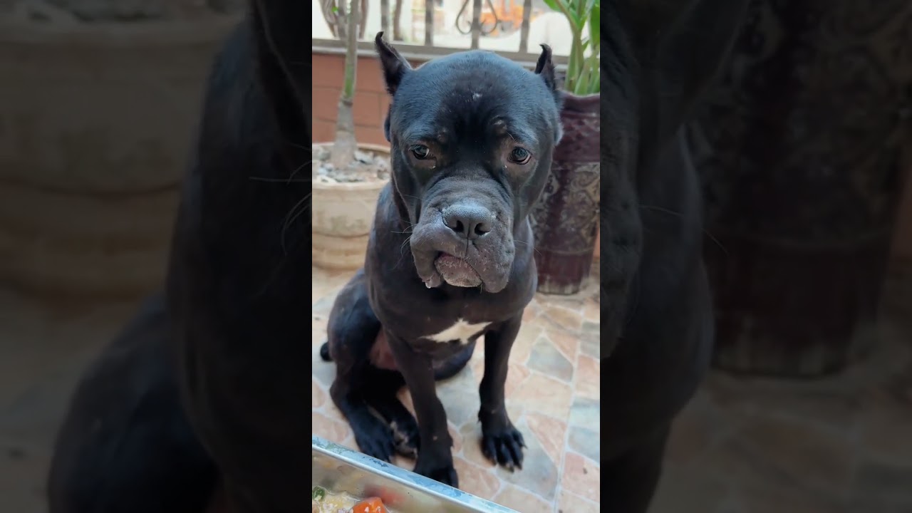 Zeus' intimidating gaze - A family pet's fierce presence