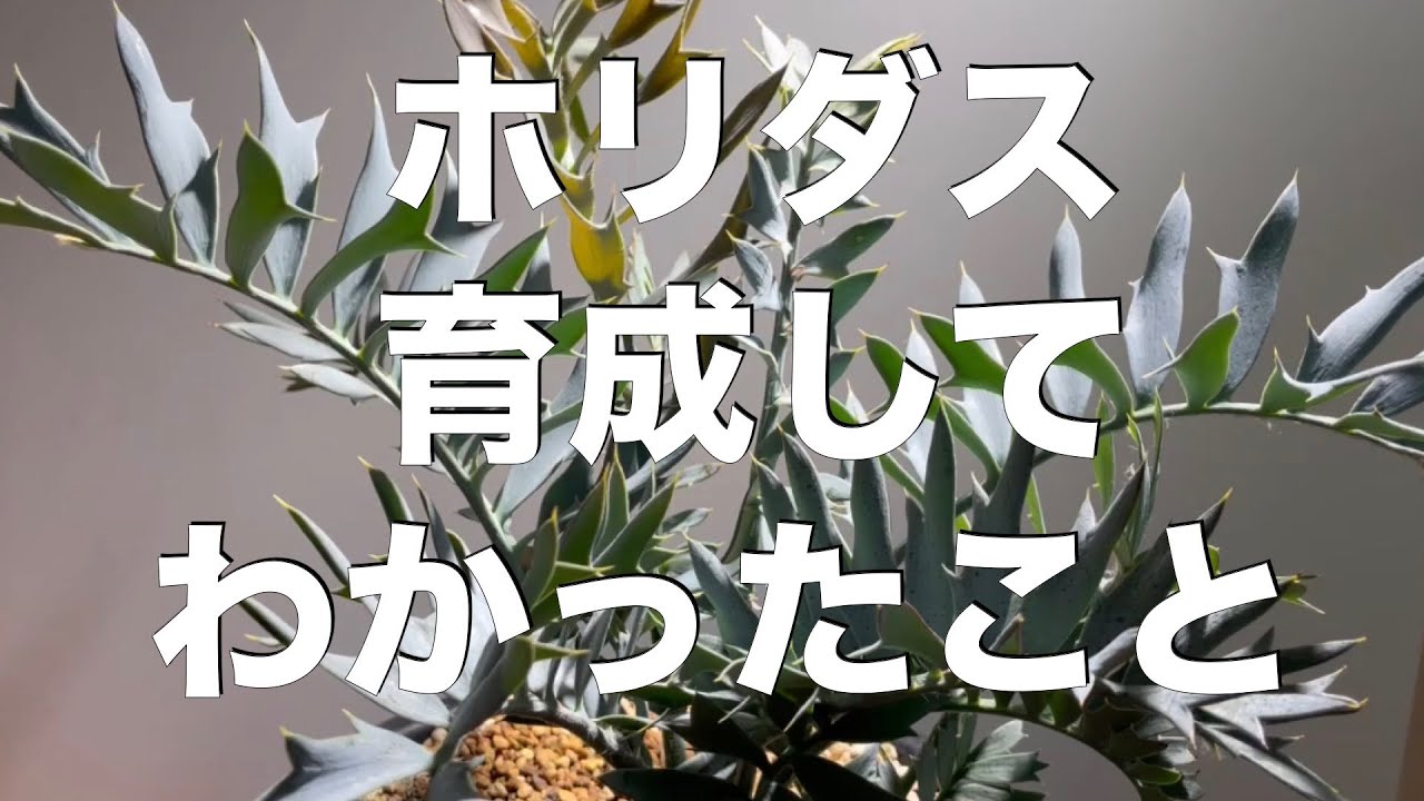 コレ知ったらホリダス育成がより楽しくなります