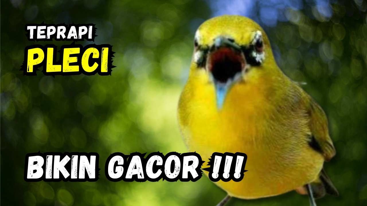 Terapi Pleci Ampuh Bikin Gacor | Hitungan Detik Pleci Ikut Bunyi
