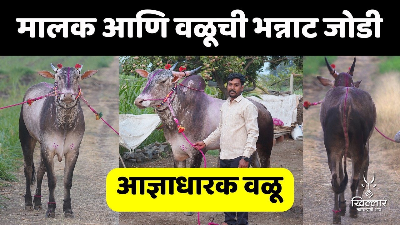 फक्त एक इशारा… आणि वळू ताठ उभा! असा आज्ञाधारक दमदार वळू पाहिलाय? | Khillar Maharashtrachi Shaan 2026