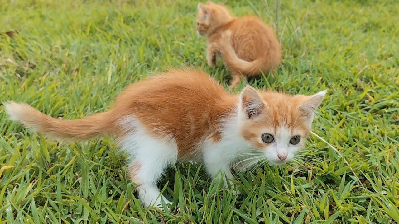 🔥the cutest, most adorable kittens‼️bang fu animals