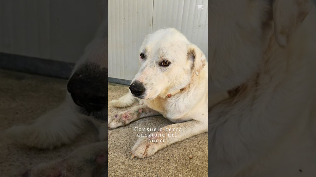 💔#urgente 💔 Consuelo Cerca Adozione Del Cuore | Cuore di Cane Odv #shorts #dog #perte #adopt