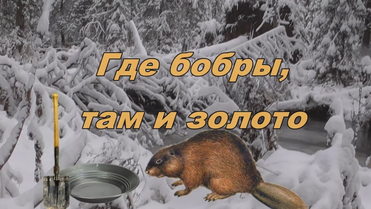Где бобры, там и золото