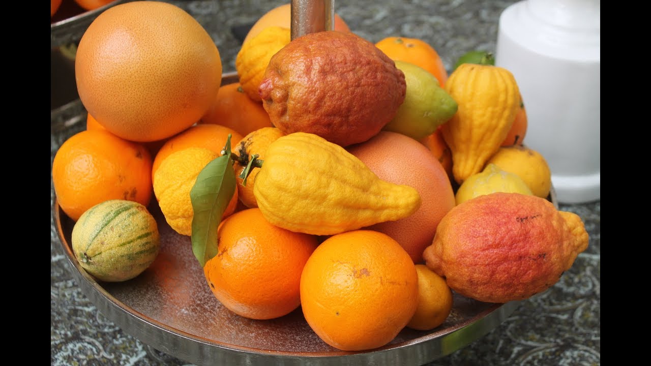 Citrus Ausstellung Palmengarten 2019 reloaded