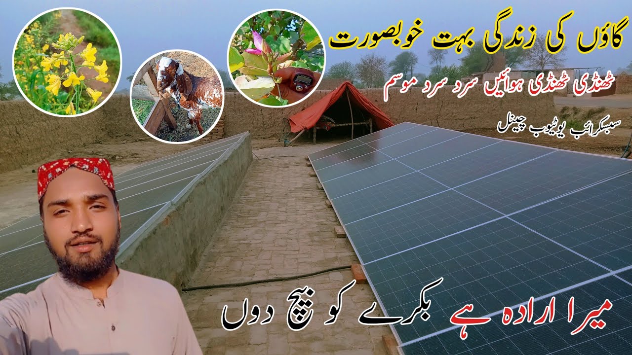 Village Life Very Beautiful😅||Mara Irada Hai Bakra Bhej Do😜||Pendu Omar Vlogs