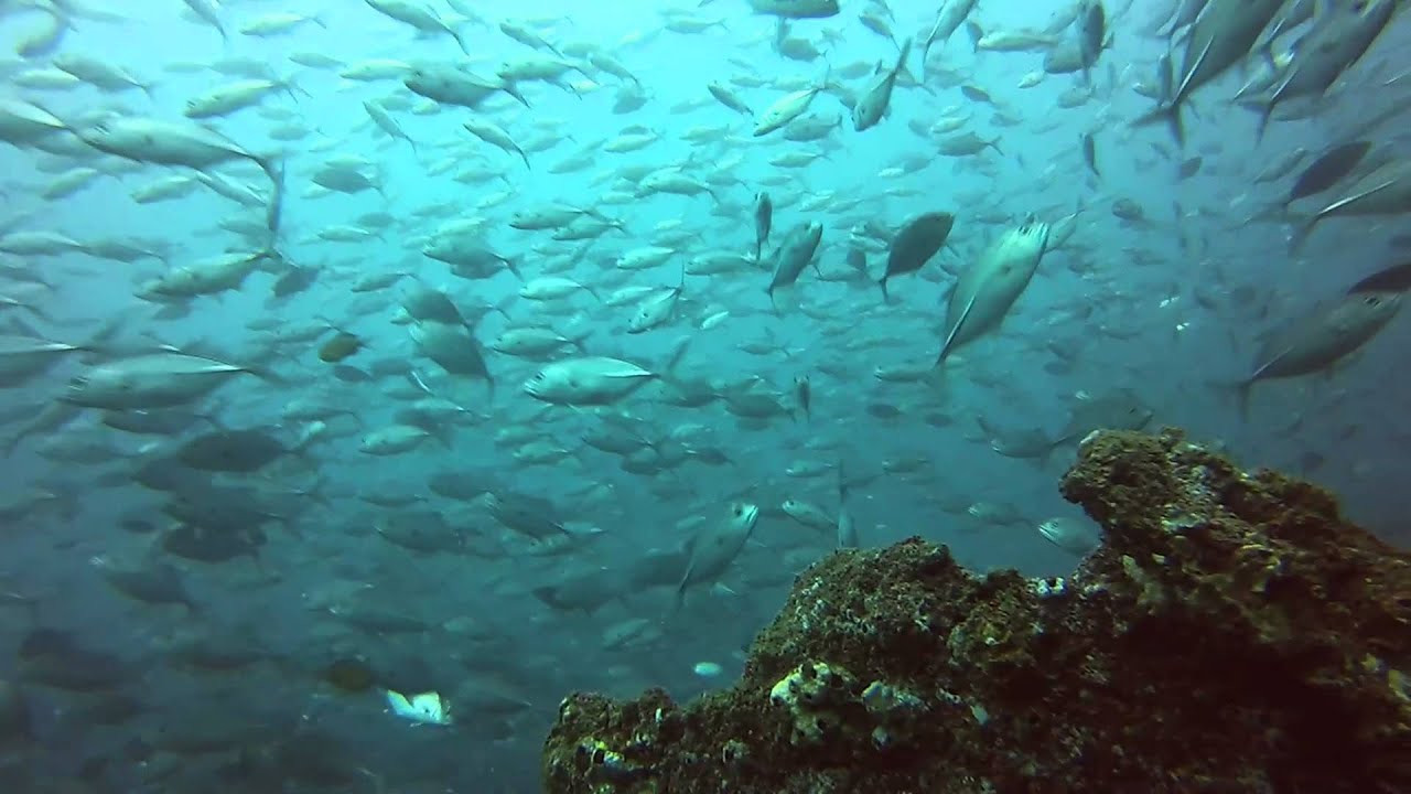 Diving 