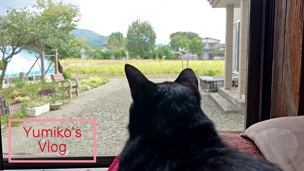 新しい家族／保護猫