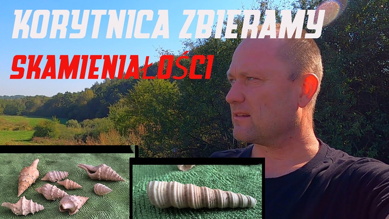 Korytnica Zbieramy Skamieniałości