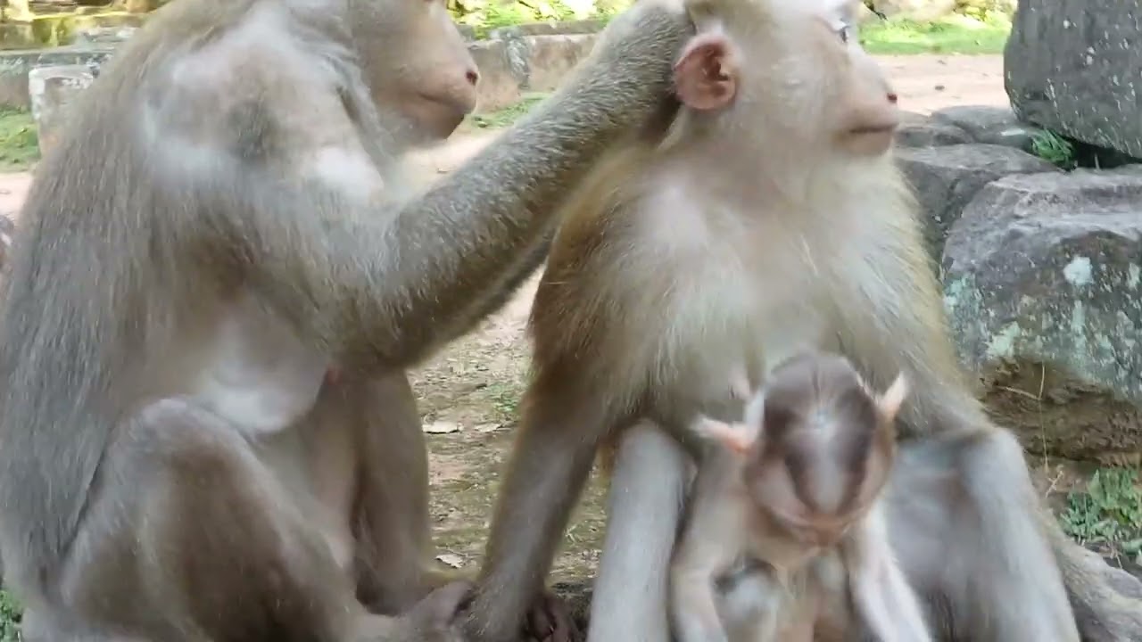 VID20250823162807 Monkey Bayon 2