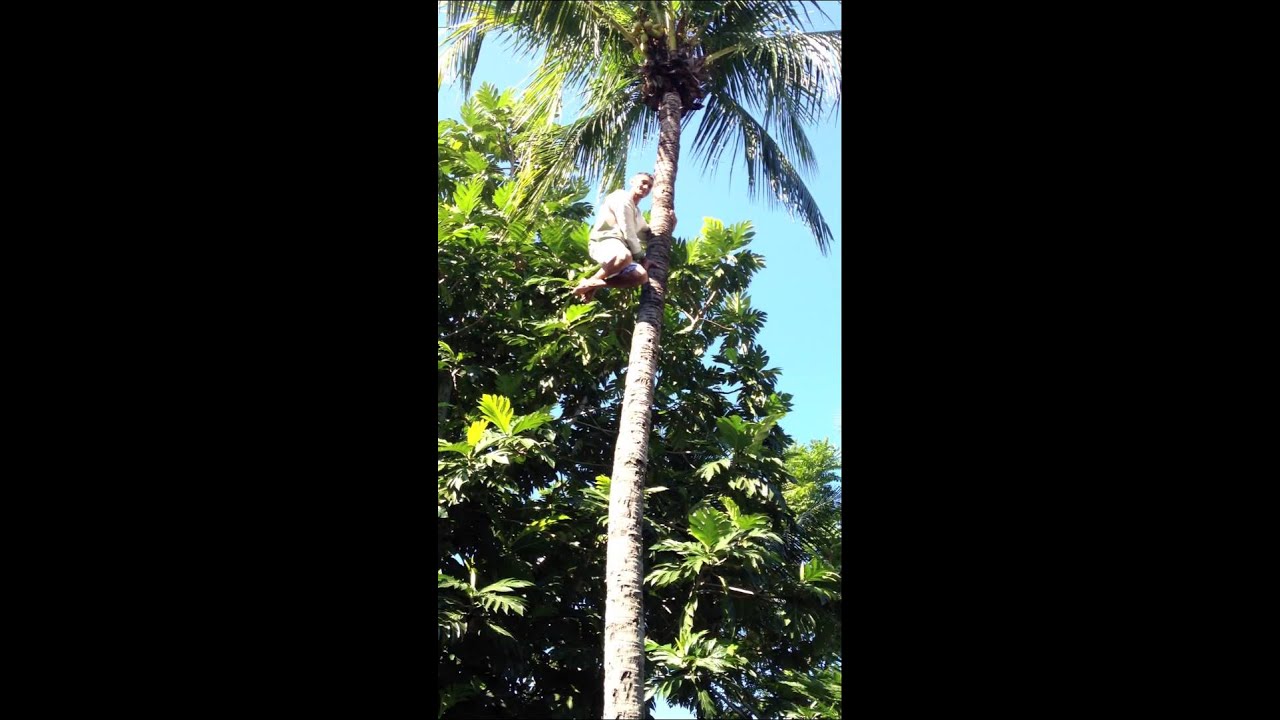 How to climb a coconut tree in Rio