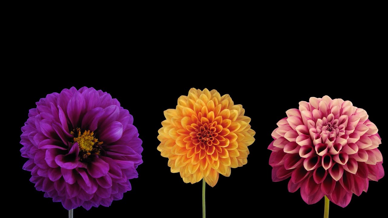 Blooming Flowers Timelapse