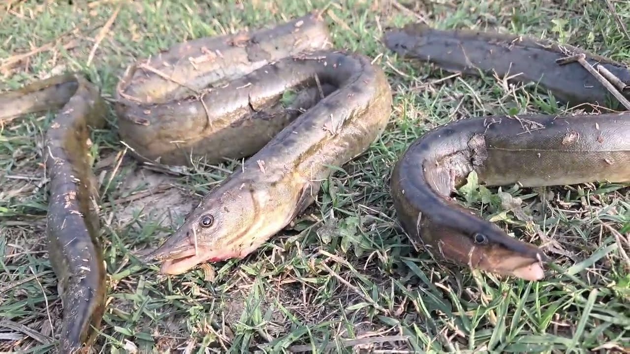 I TRY INDIAN MOTTLE EIL FISHING SPINY EEL IN INDIAN CANAL HANDLINE 