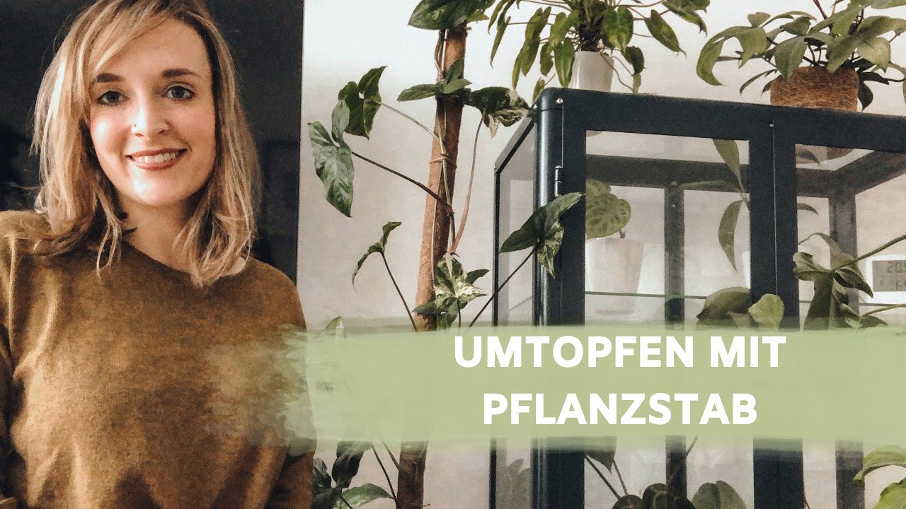 ZIMMERPFLANZEN UMTOPFEN MIT PFLANZSTAB / RANKHILFE | LECHUZA SYSTEM | HYDROKULTUR | coyote diaries