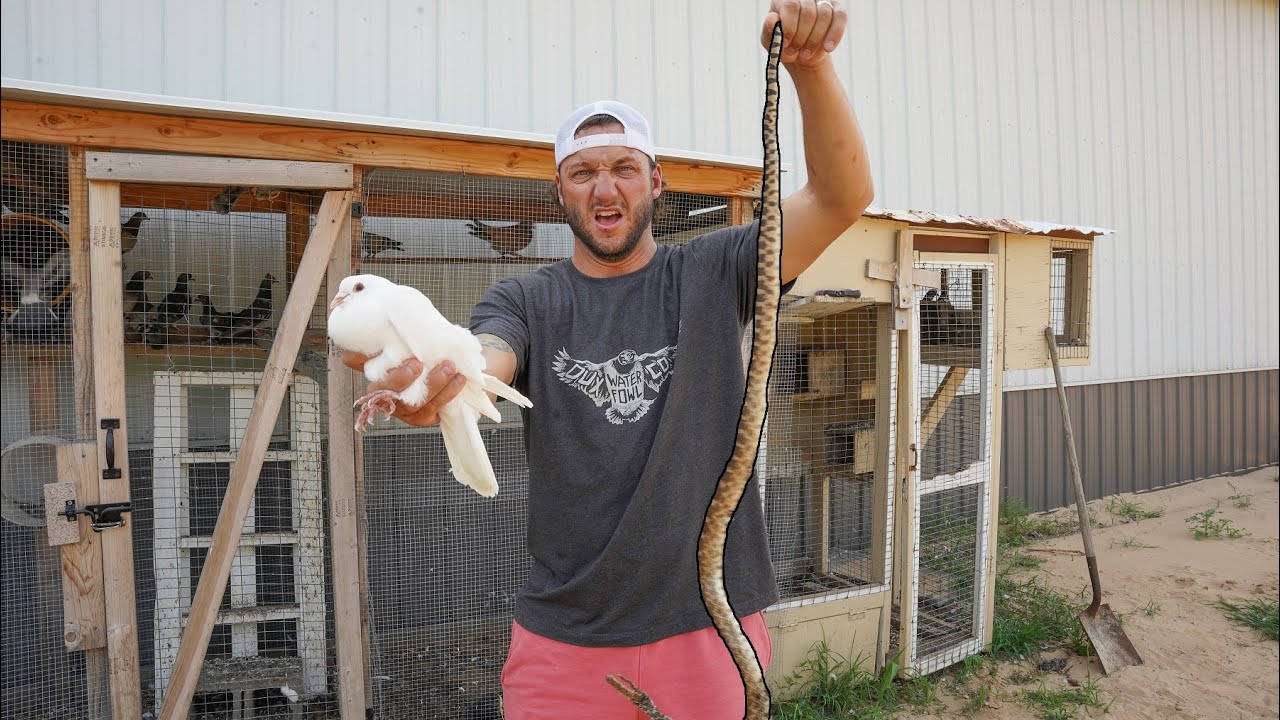 Finally Caught What Has Been Killing All My Baby Pigeons!!