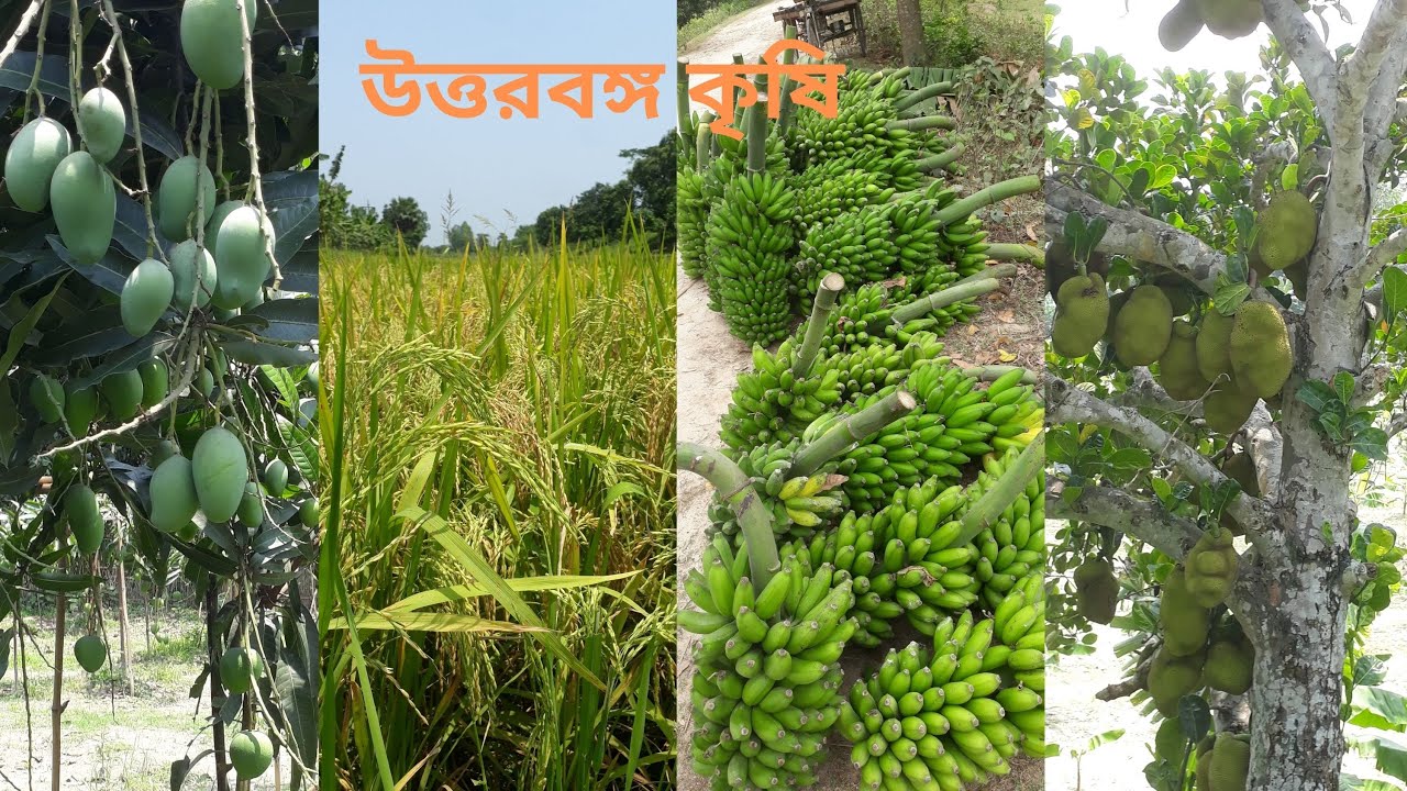 উত্তরবঙ্গ কৃষি আপনাকে স্বাগতম | Uttorbongo Krishi | BD Channel | kirishi News