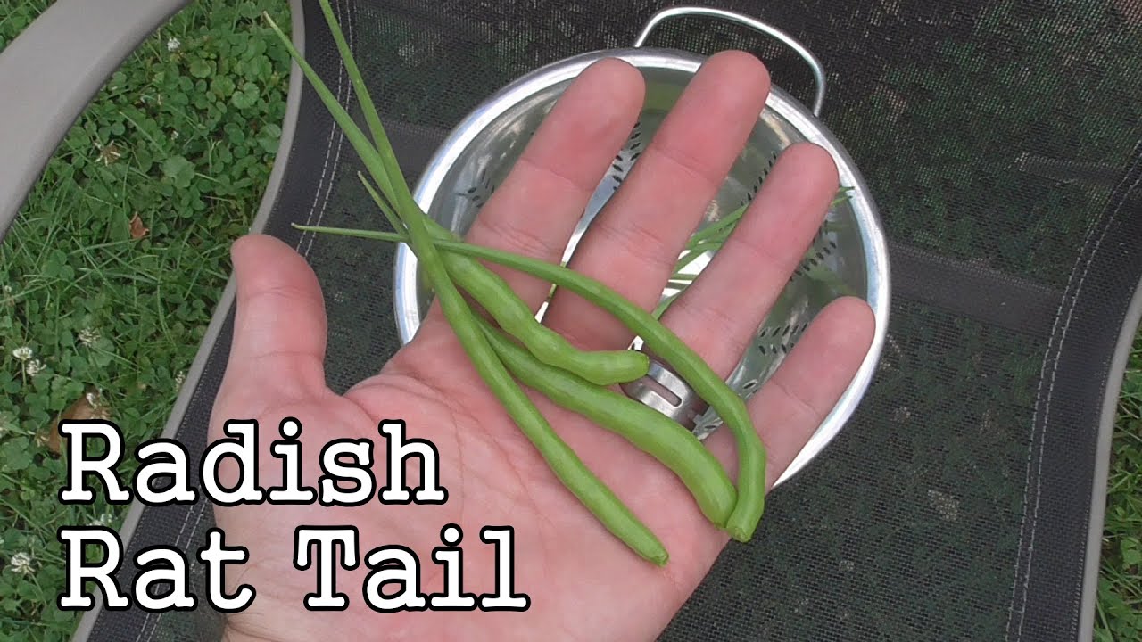Radish Rat Tail Plants: Fast Growing Edible Seed Pods Grown in the Garden