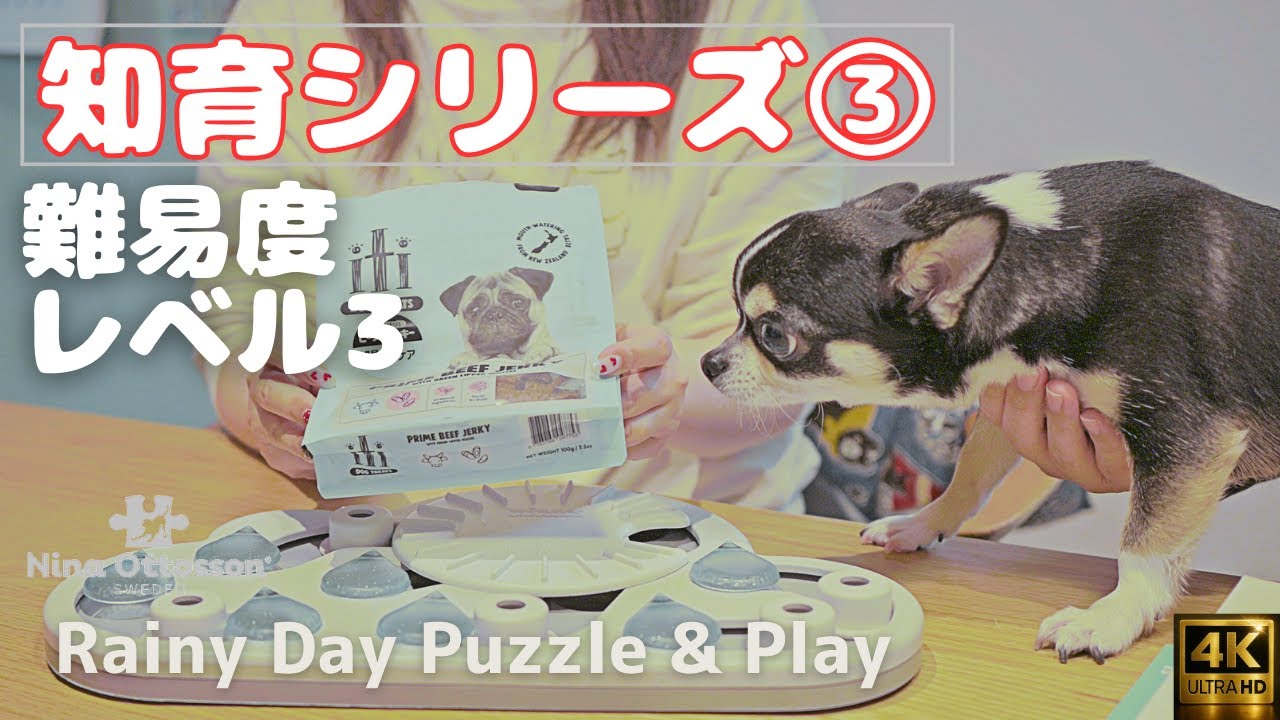 【チワワ の くう】知育シリーズ、ついにレベル3へ！超難関パズルに挑戦🔥はたしてクリアできるのか？ [4K] [HDR]🐶✨