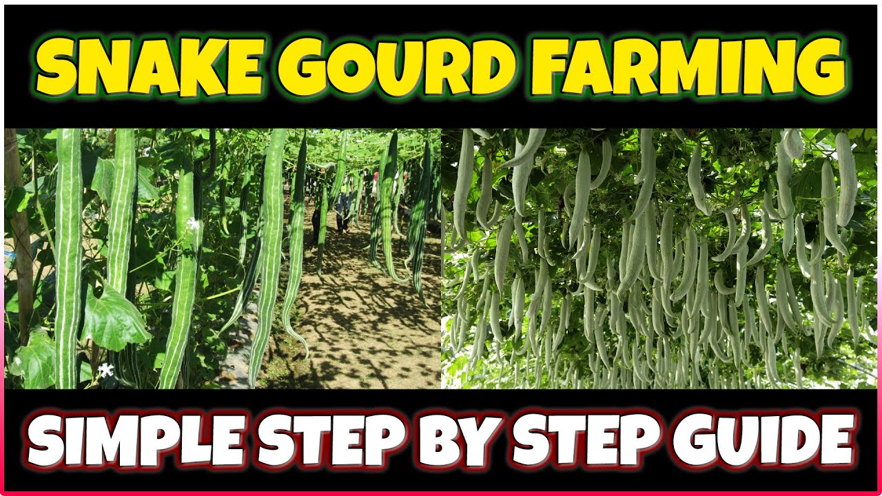 Snake Gourd Farming | How to grow Snake Gourd at Home | Snake Gourd Cultivation