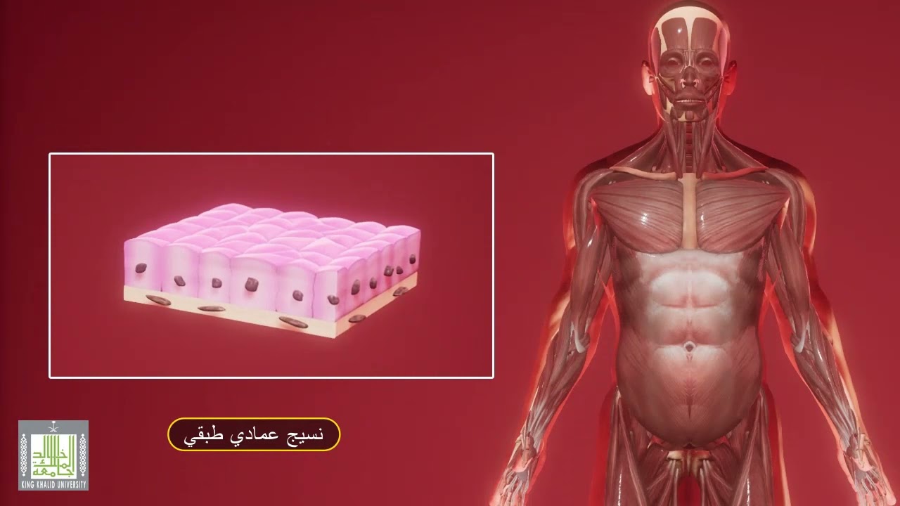 الأنسجة الحيوانية
