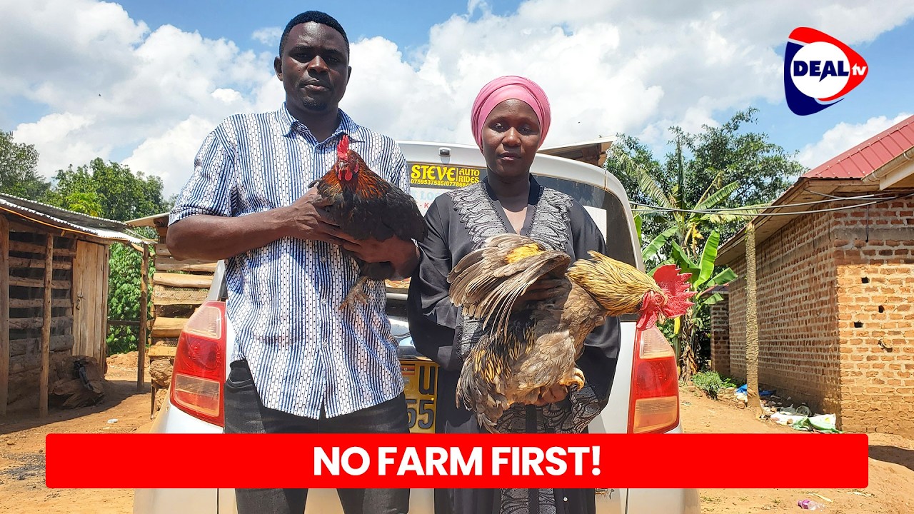 No Farm Needed! How to Make 5M Monthly from Local Chicken