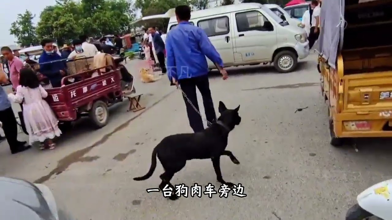 一只令主人睡梦都惊醒的黑狗 ，当被卖掉时，连狗贩子都被吓到了