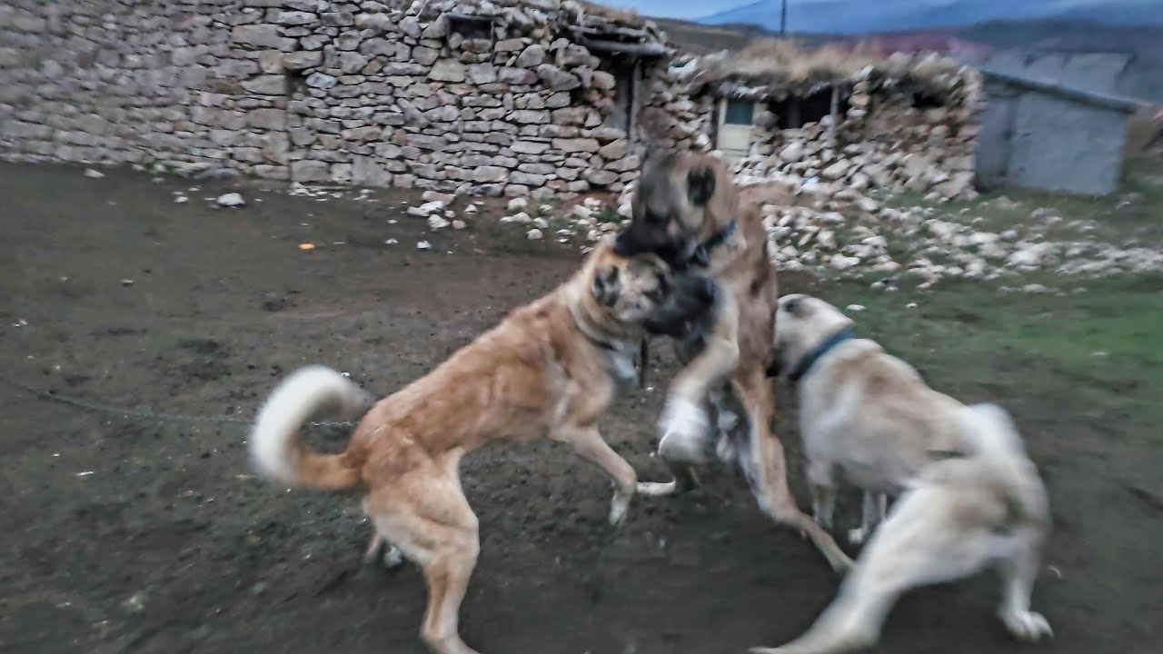 TYSON KÖPEKLERİN ARASINA DALDI ~ORTALIK KARIŞTI ~ZOR AYIRDIK (kangal attack)