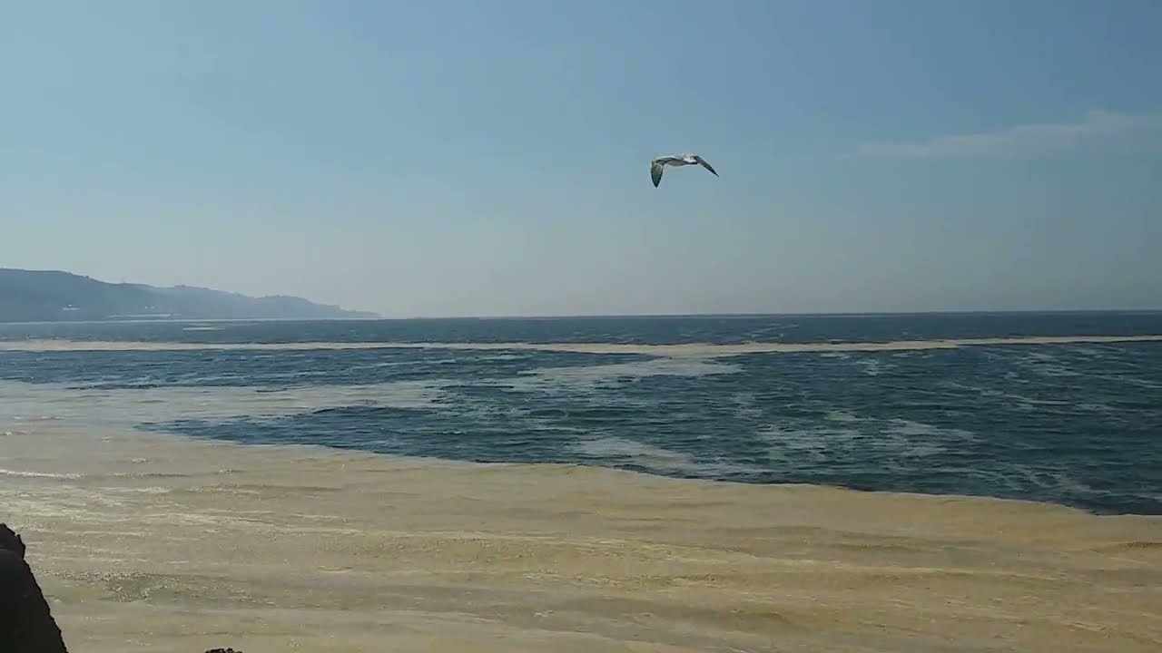 Mudanya'da deniz salyası istilası... Vatandaşlar şaşkın...