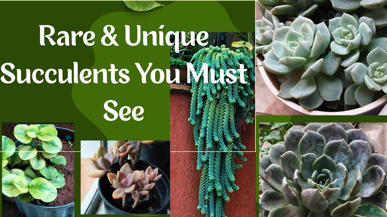 My Succulent collection 